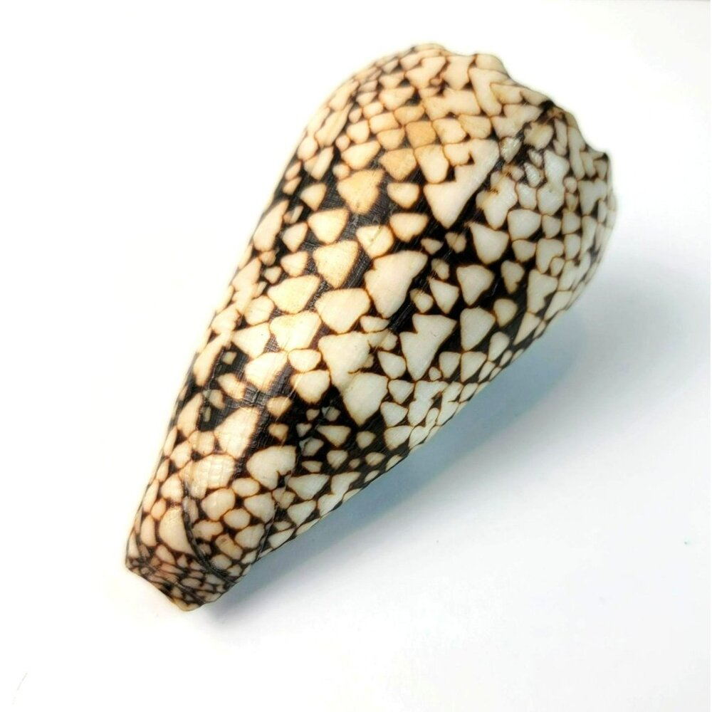 Large Conus Marmoreus Seashell Brown and White Ocean Decor JH1358 - Picture 6 of 10